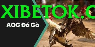 Đá Gà Trực Tiếp - Ưu đãi đặc biệt - Metaverse